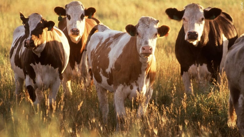 Over the next three months, 300,000-metric tons of imported beef will be sold to U.S....