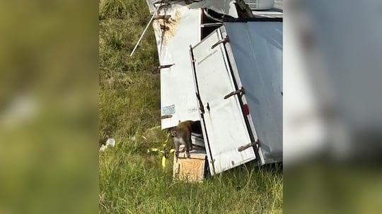 Monkeys on overturned truck were not infected with hepatitis C, herpes and COVID, university says – KTRE