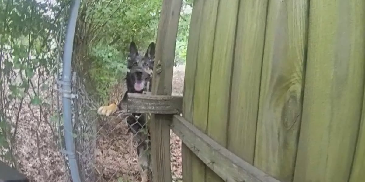 Body cam video shows police K-9 bite his handler during suspect chase