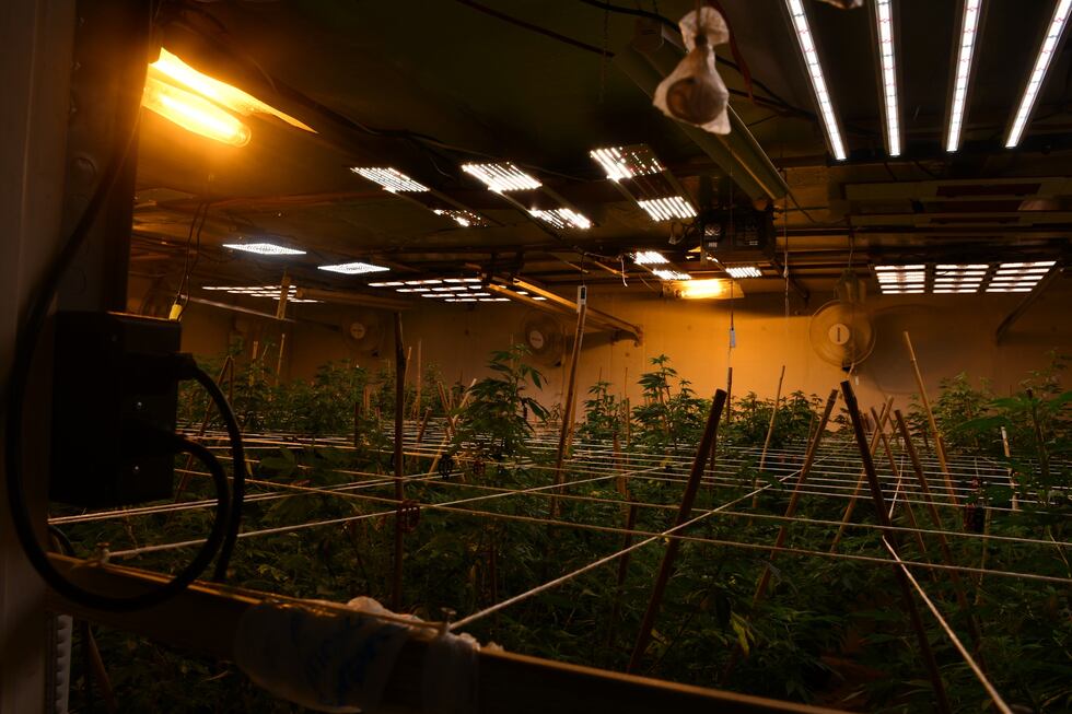 Neighbors reported a persistent odor of marijuana as well as suspicious activity involving...
