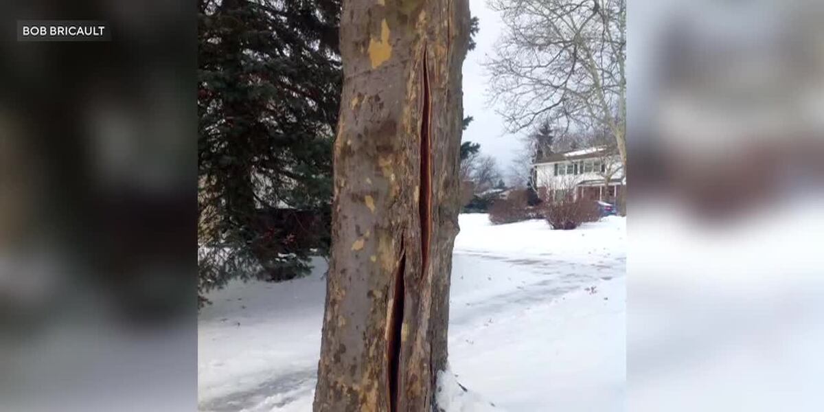Tree Explode Zone Here’s what happens that could cause trees to ‘explode’ in cold weather