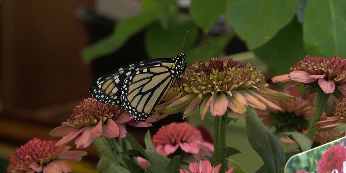 East Texas Ag News: Fall pollinator preparation