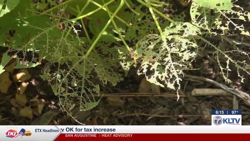 Experts discuss protecting your plants against insect problems in East Texas