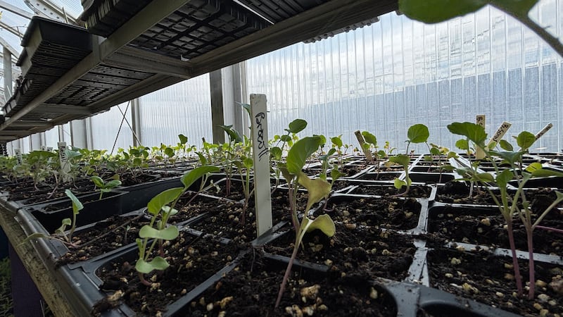 Angelina County Master Gardeners to host annual Fall Plant Sale on Saturday