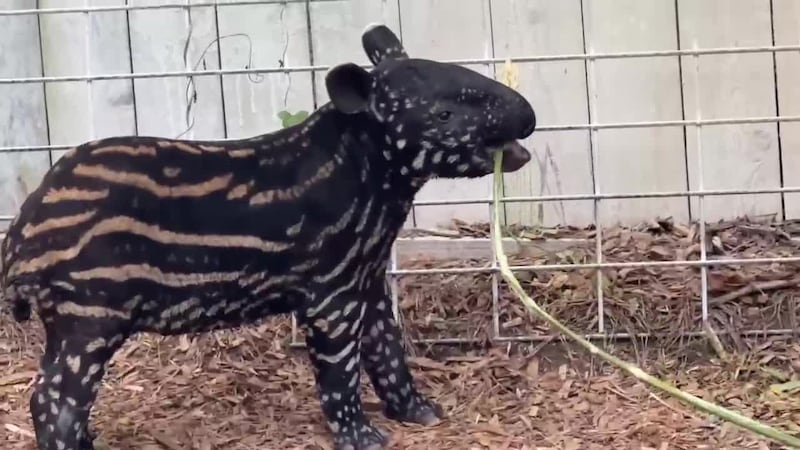 Rare tapir calf born at Lufkin zoo as officials detail upcoming changes