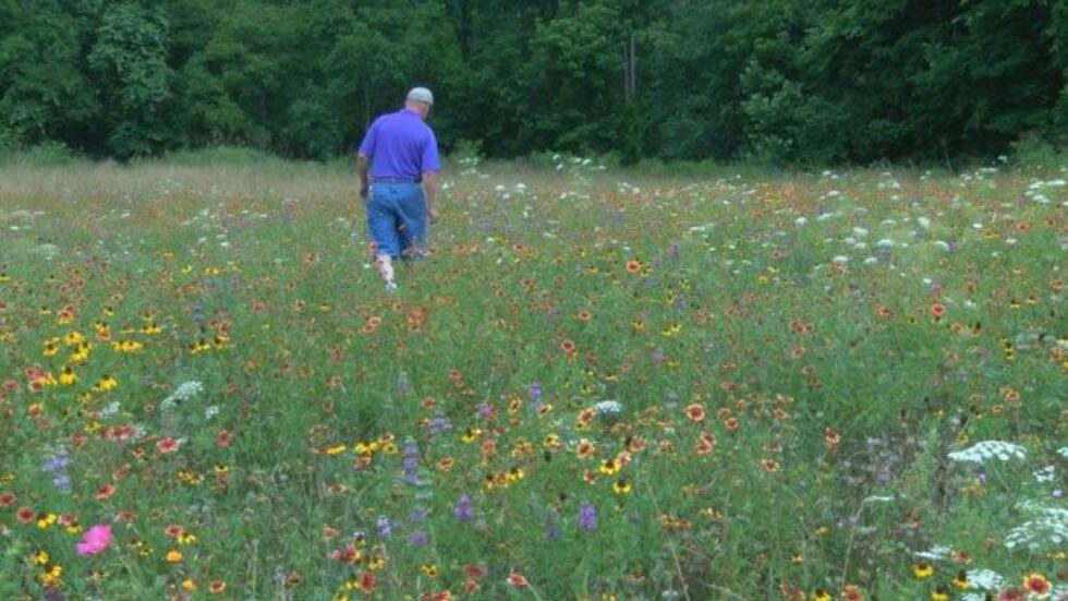 It’s that time of year again; wildflowers are blooming all over