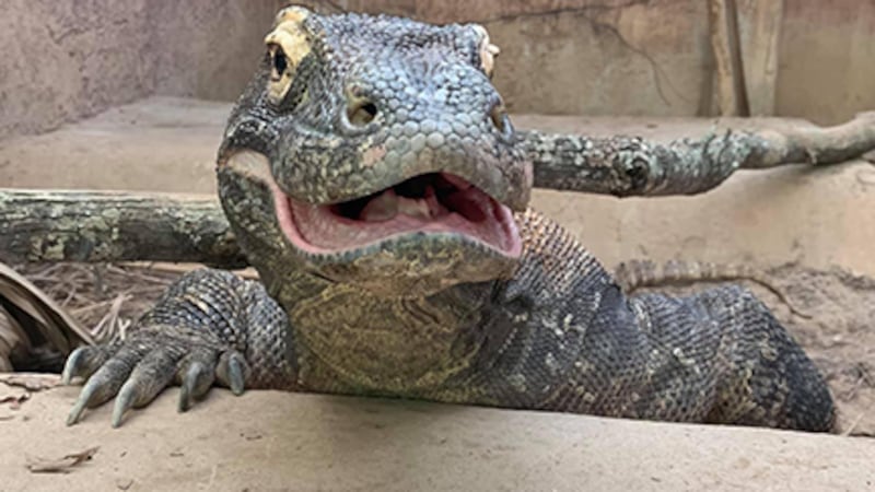 Rajah, the komodo dragon