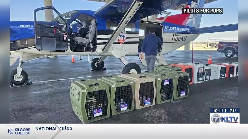 Pilots to the Rescue: Longview puppies flown to NY for second chance