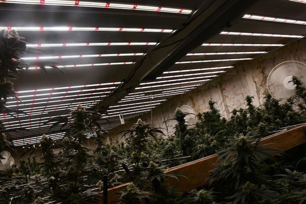 Neighbors reported a persistent odor of marijuana as well as suspicious activity involving...