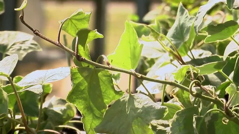 Nacogdoches teen turns succulent hobby into greenhouse business