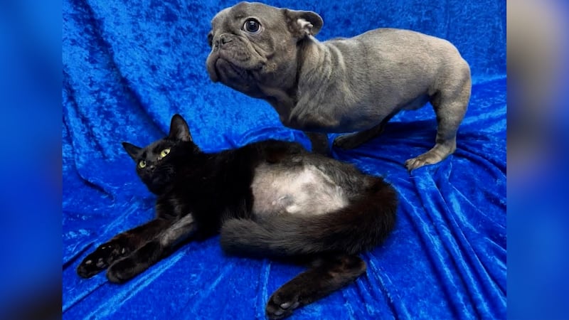 Three-legged cat and dog duo are besties