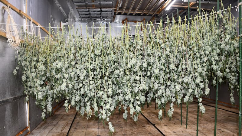 Neighbors reported a persistent odor of marijuana as well as suspicious activity involving...