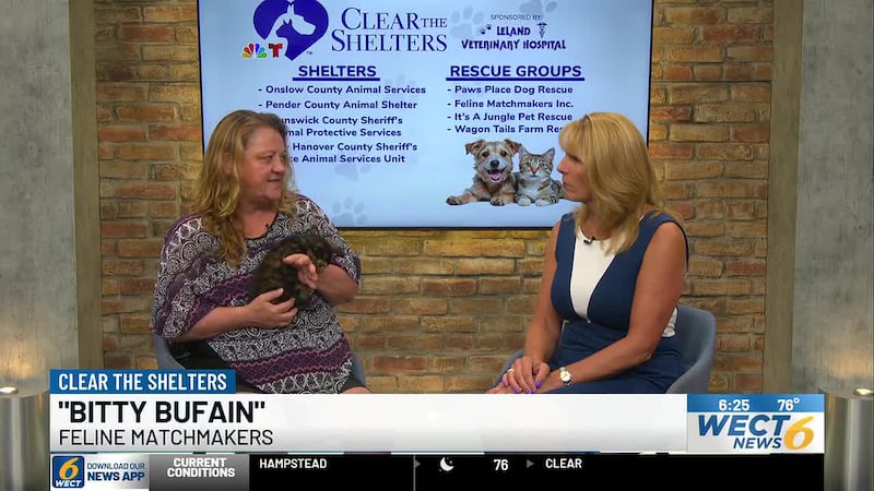Clear the Shelters: Meet Bitty Bufain from Feline Matchmakers