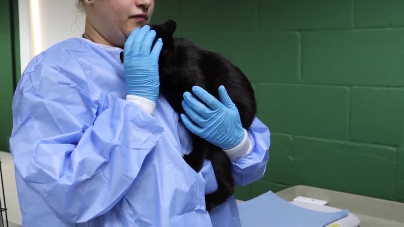 Rescue organizations in Washington are taking care of 80 cats after they were found on...