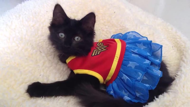 The American Veterinary Medical Association says emergency animal clinics see a spike in cases...